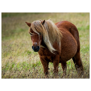 Hubbard Art by Joseph Hubbard Little Pony After Storm — Danish Coast Fine Art Photography Print Fine Art Poster - 30x40 cm 12x16″