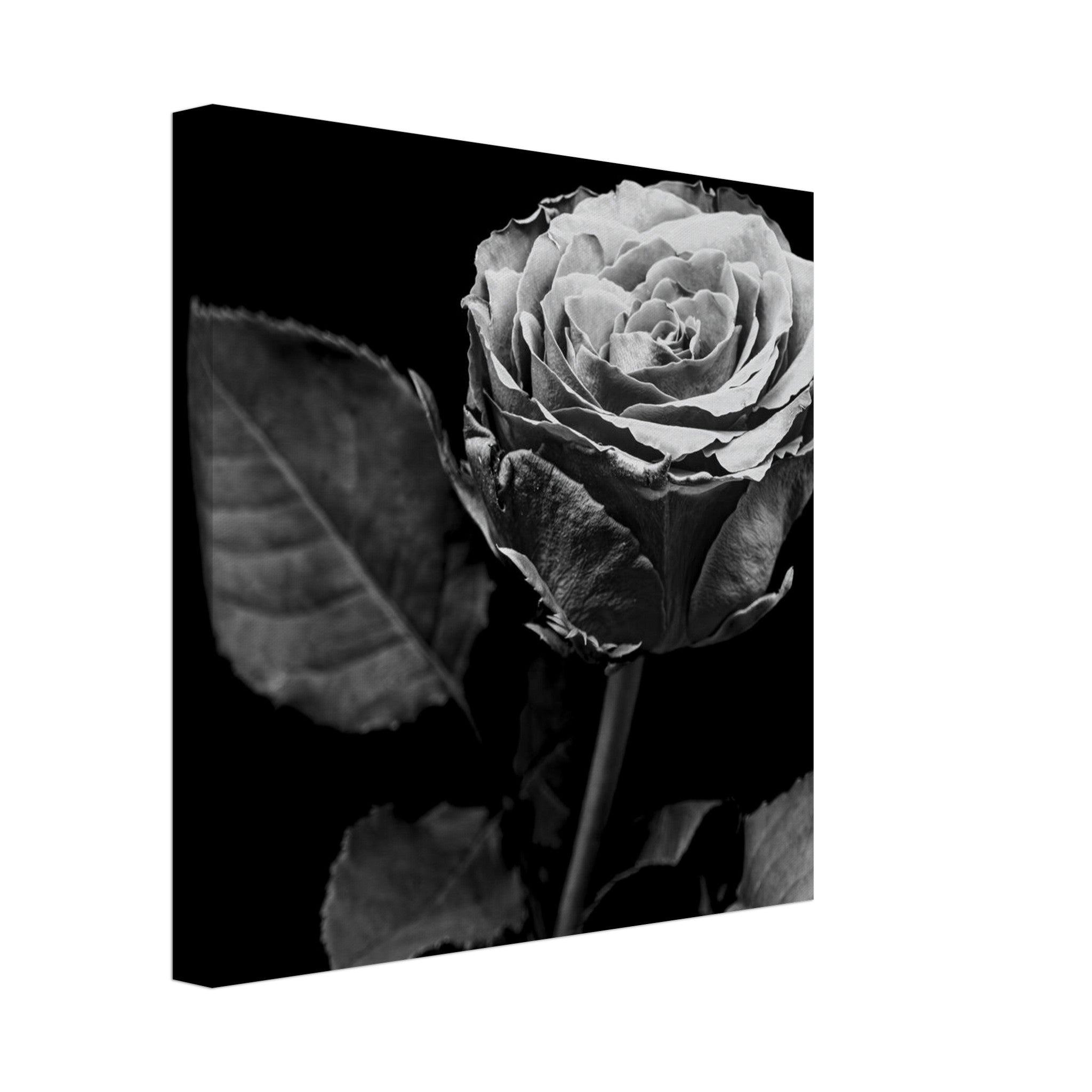 Hubbard Art by Joseph Hubbard Eternal Bloom — Rose Fine Art Photography Print Canvas 30x30 cm 12x12″
