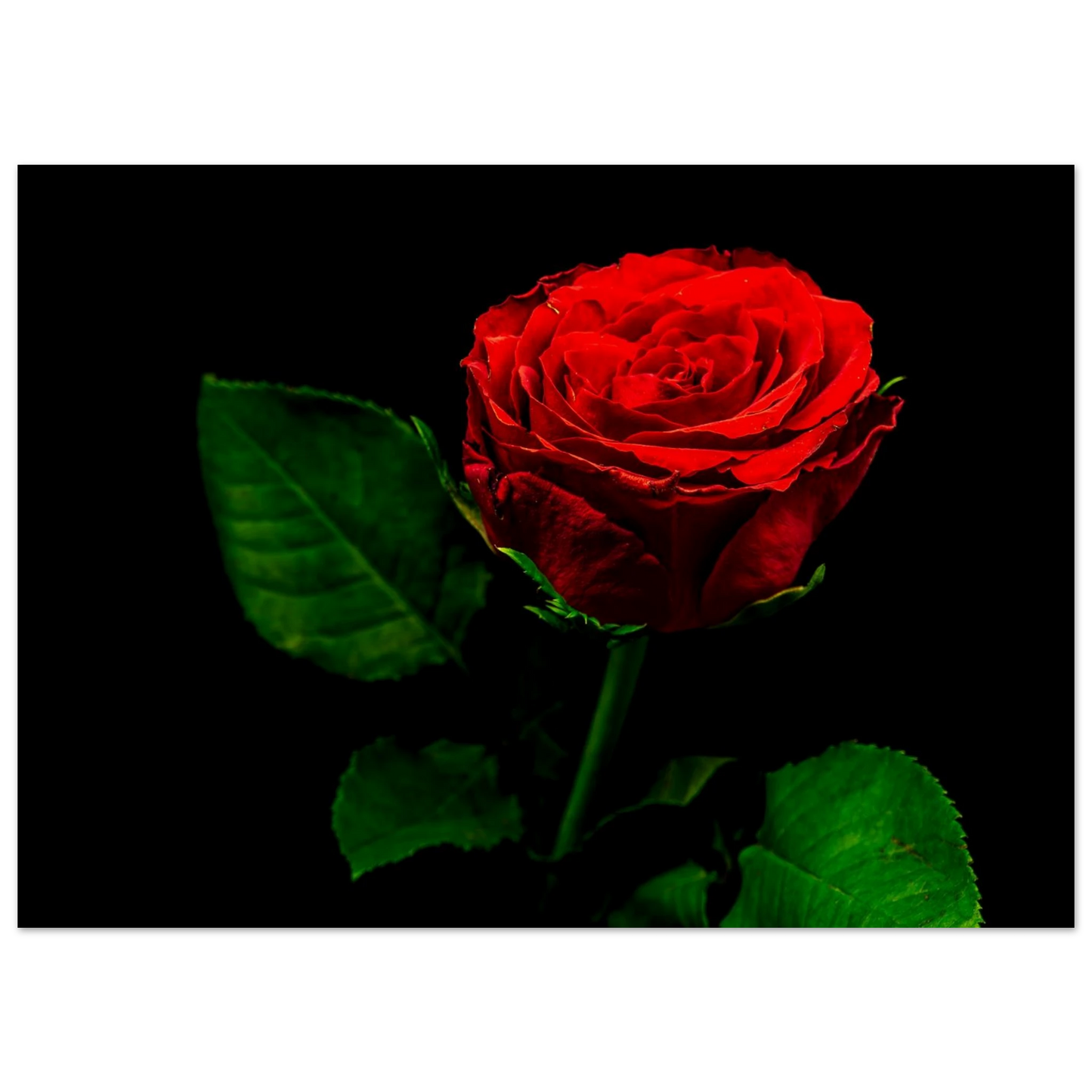 c12ca44c-6cc8-4672-ab49-563b4e713458