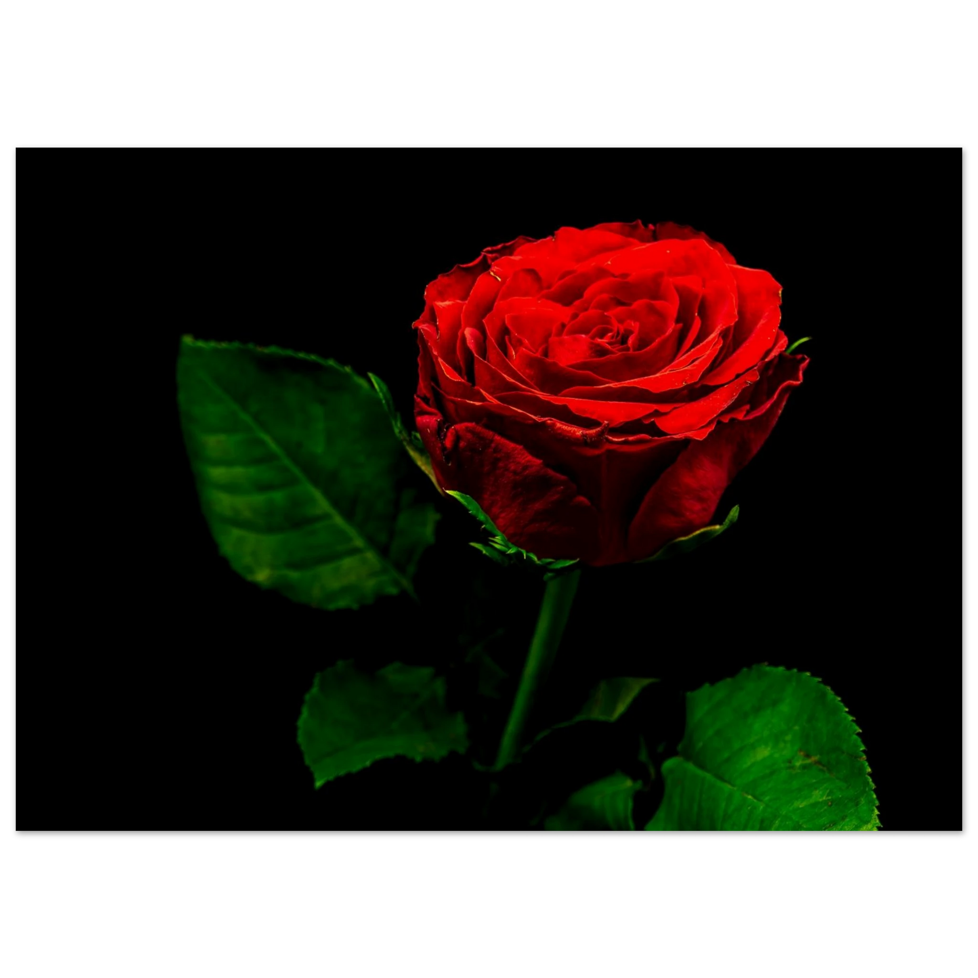 c12ca44c-6cc8-4672-ab49-563b4e713458