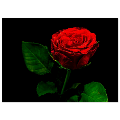 c12ca44c-6cc8-4672-ab49-563b4e713458