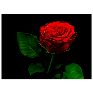 Hubbard Art by Joseph Hubbard Vibrant Red Rose on Black — Fine Art Floral Photography Print Museum-Quality Matte Paper Poster - 13x18 cm 5x7″