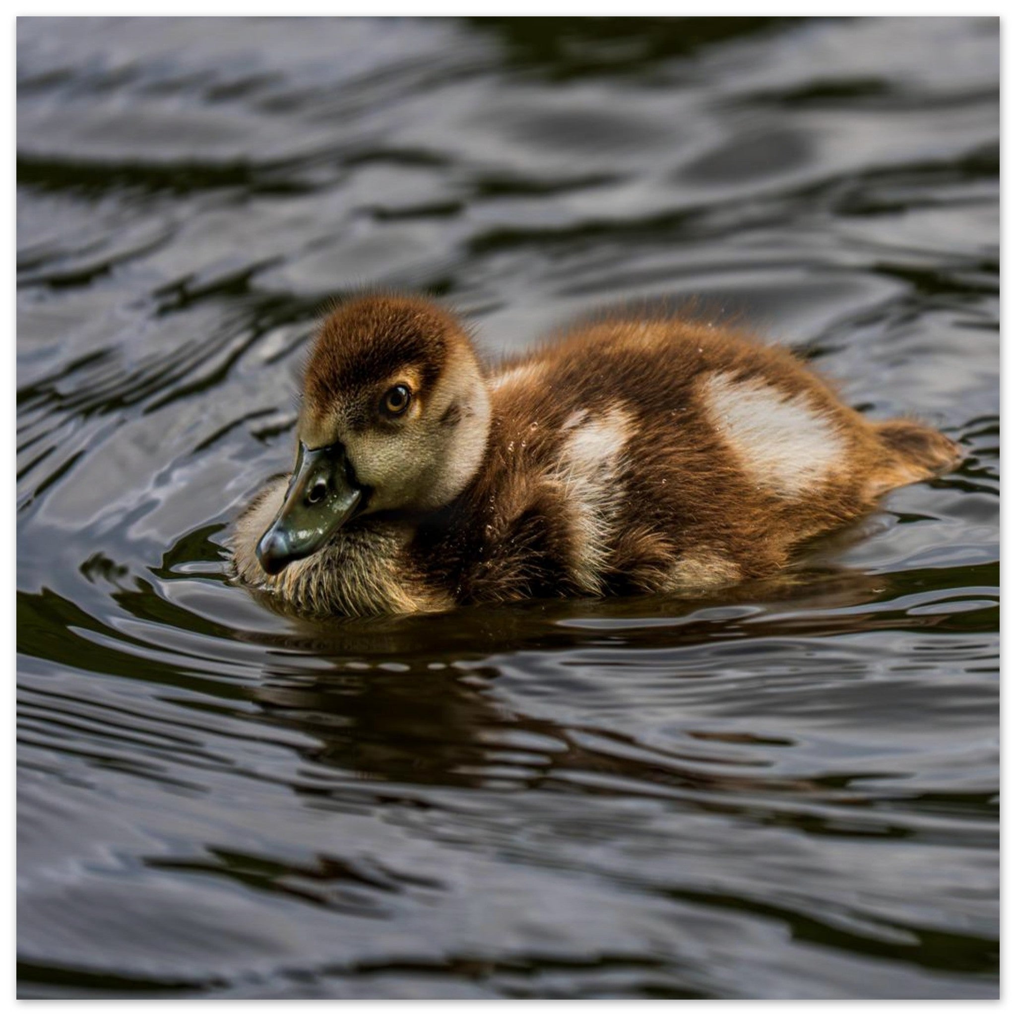 Hubbard Art by Joseph Hubbard Little Drift — Egyptian Goose Gosling Fine Art Photography Print Museum-Quality Matte Paper Poster 30x30 cm 12x12″
