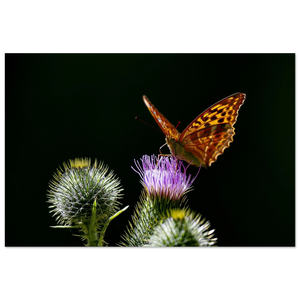 Hubbard Art by Joseph Hubbard Golden Wings on Thistle — Fine Art Macro Butterfly Photography Print 60x90 cm 24x36″ Fine Art Poster -