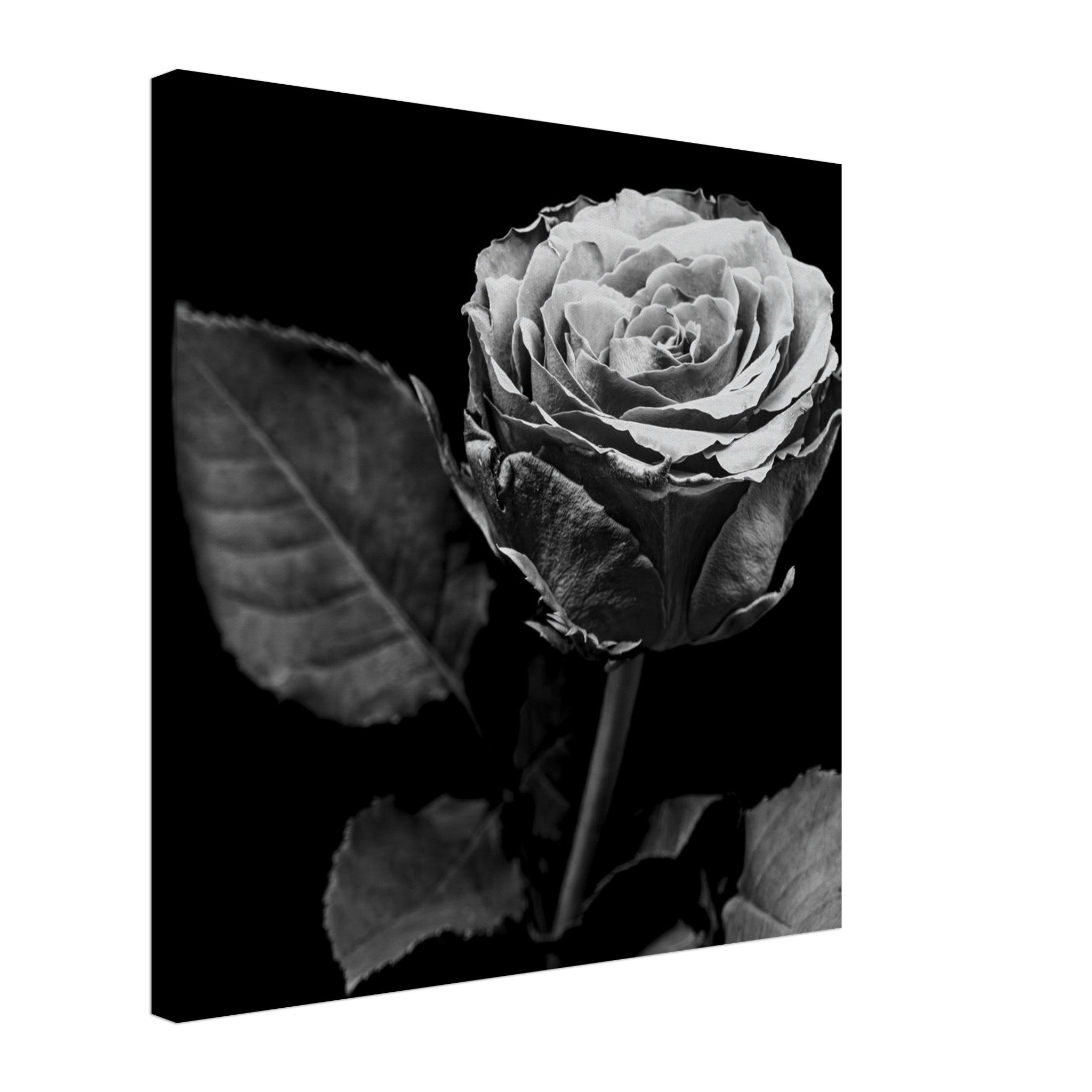 Hubbard Art by Joseph Hubbard Eternal Bloom — Rose Fine Art Photography Print Canvas 50x50 cm 20x20″