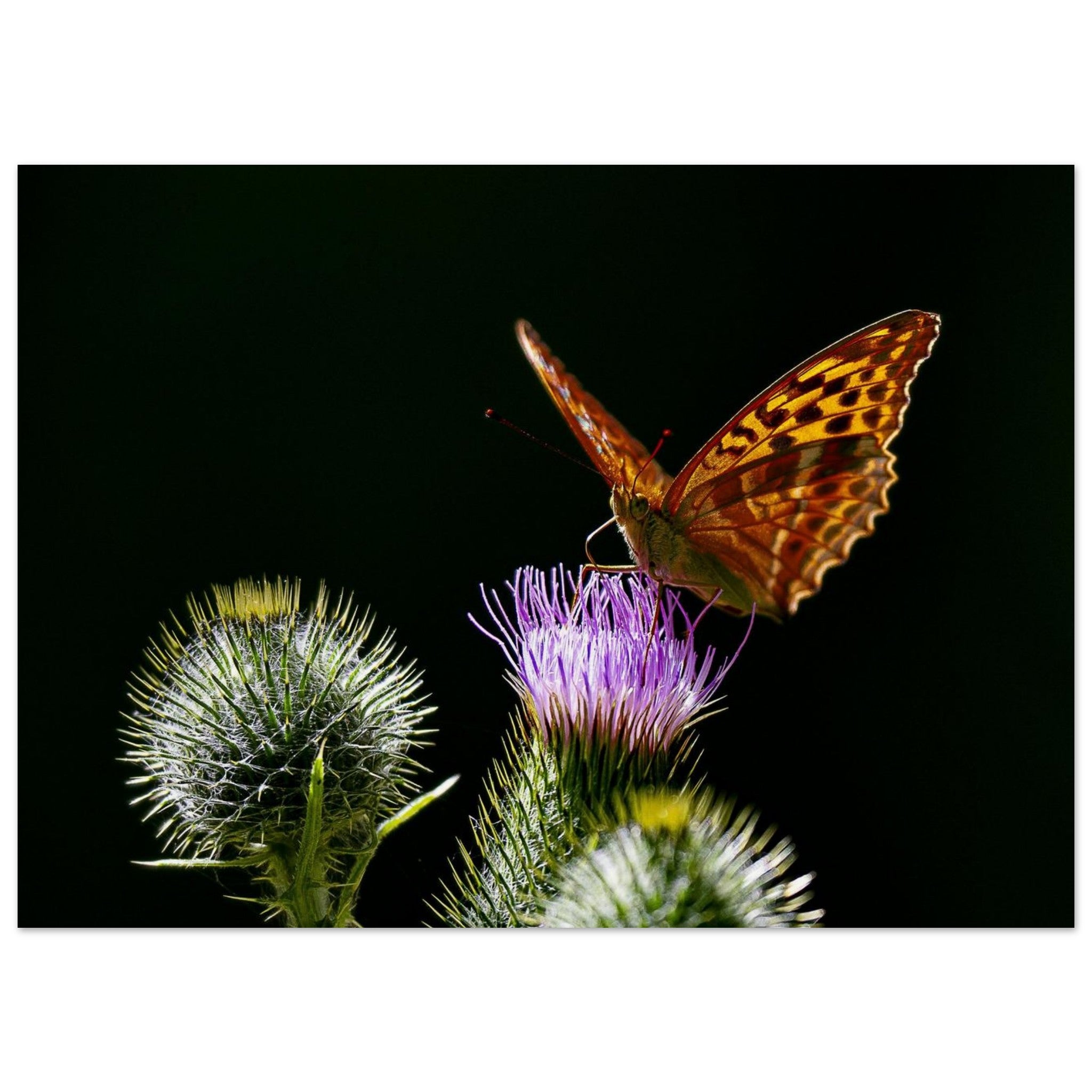 Hubbard Art by Joseph Hubbard Golden Wings on Thistle — Fine Art Macro Butterfly Photography Print