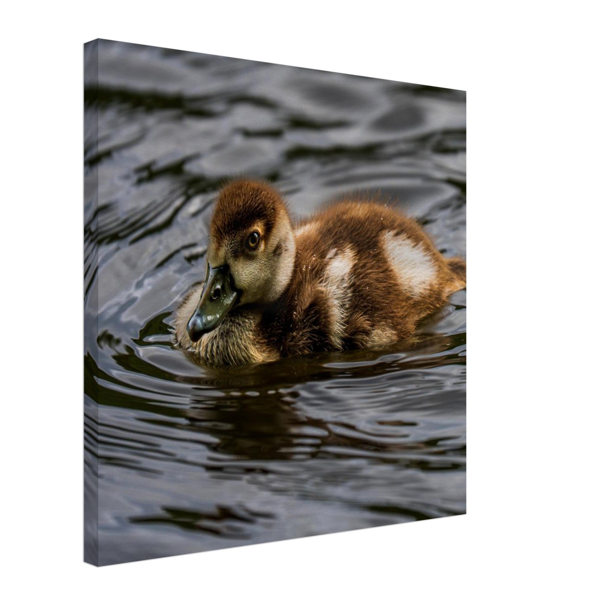 Hubbard Art by Joseph Hubbard Little Drift — Egyptian Goose Gosling Fine Art Photography Print Canvas 50x50 cm 20x20″
