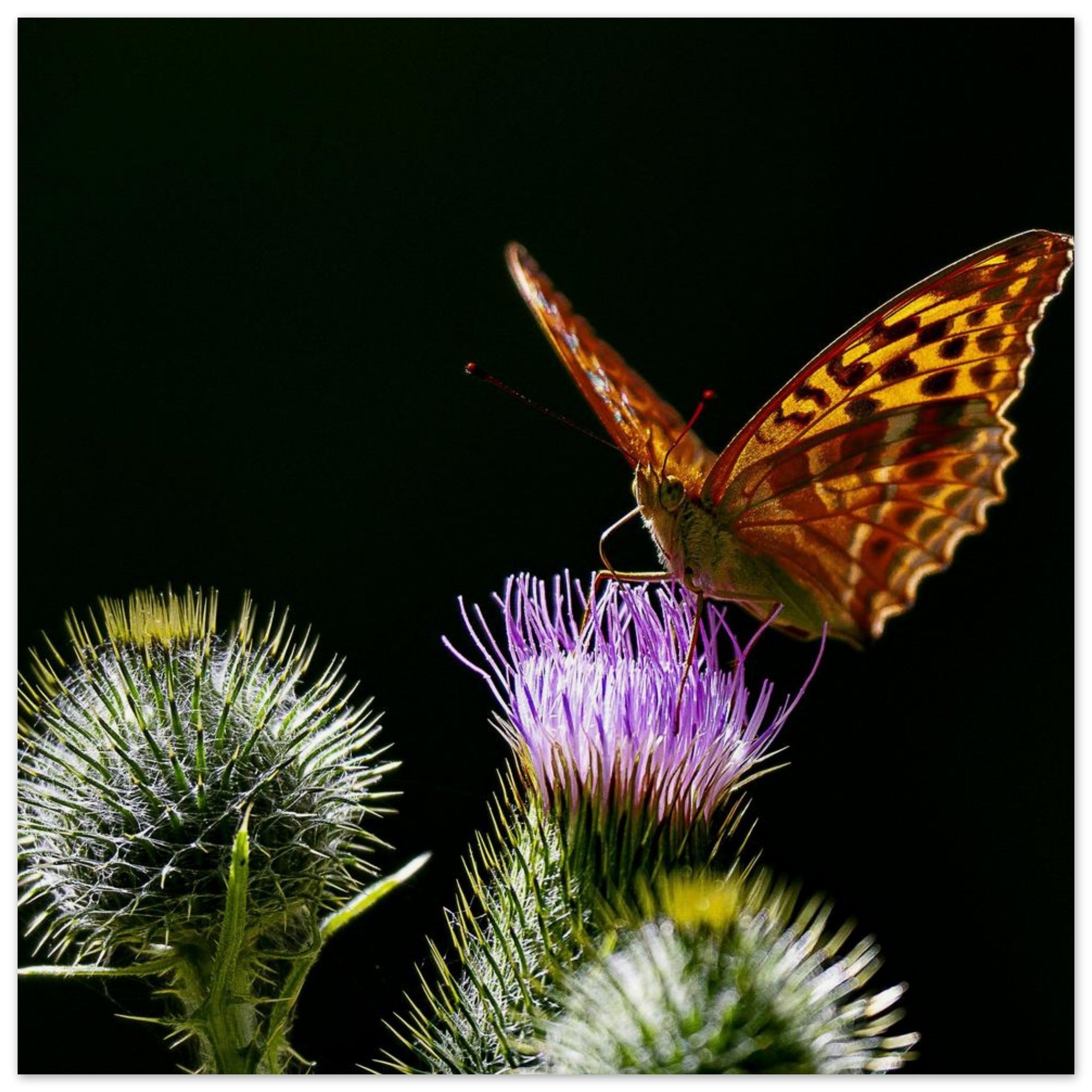 Hubbard Art by Joseph Hubbard Golden Wings on Thistle — Fine Art Macro Butterfly Photography Print Museum-Quality Matte Paper Poster 30x30 cm 12x12″