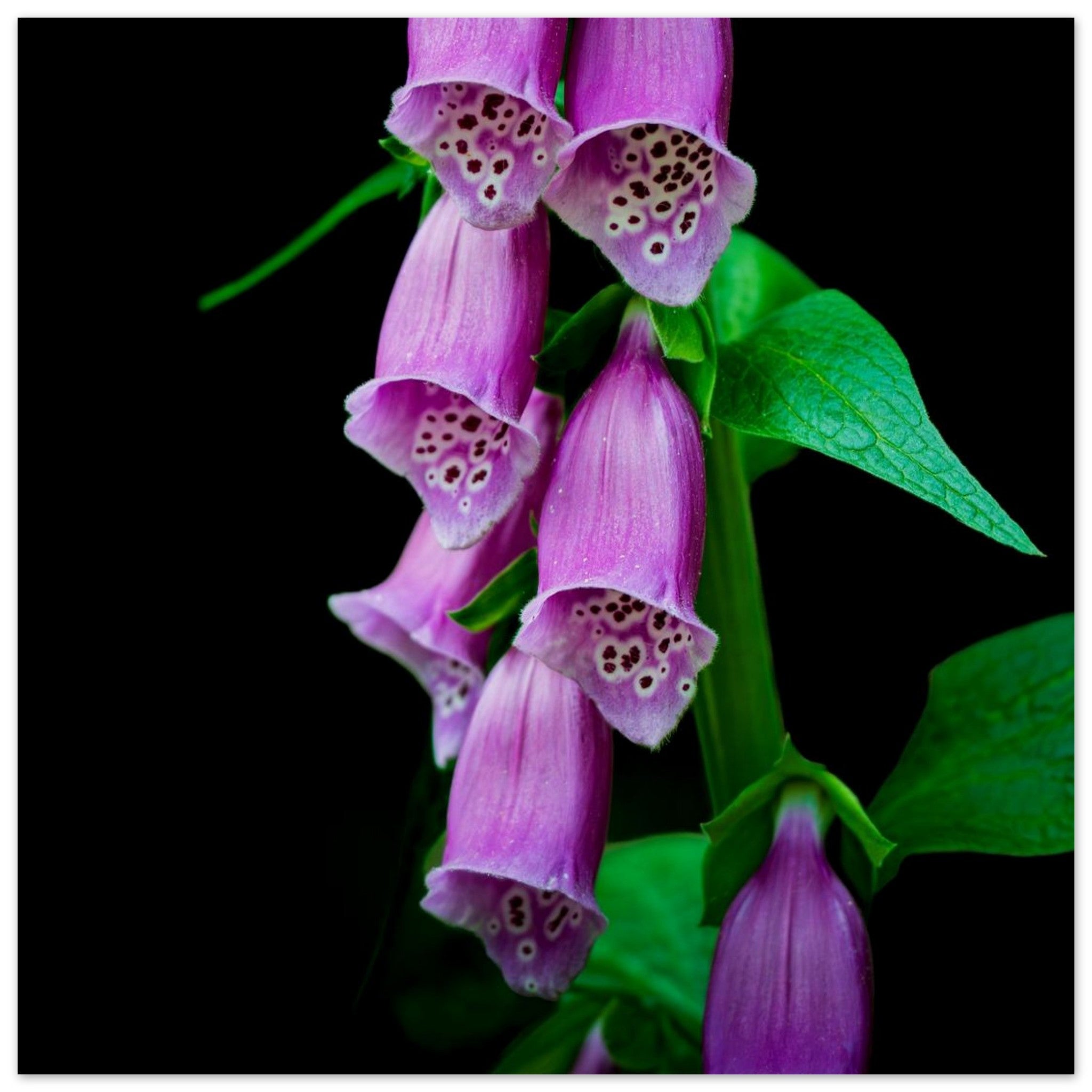 Hubbard Art by Joseph Hubbard Velvet Bells in Bloom — Foxglove Fine Art Floral Photography Print 30x30 cm 12x12″ Museum-Quality Matte Paper Poster Vertical