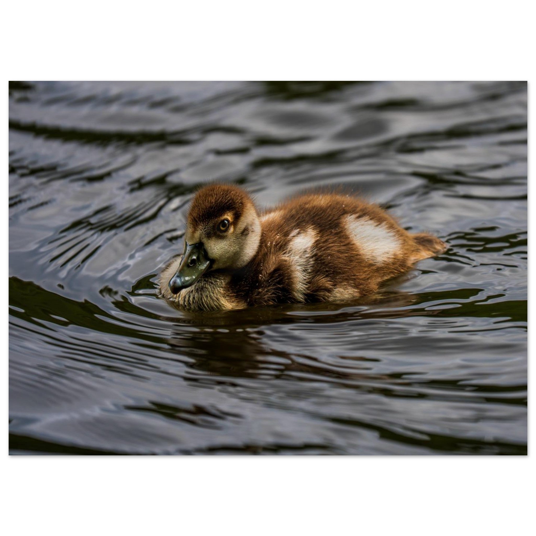 Hubbard Art by Joseph Hubbard Little Drift — Egyptian Goose Gosling Fine Art Photography Print Museum-Quality Matte Paper Poster 13x18 cm 5x7″