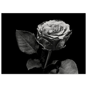 Hubbard Art by Joseph Hubbard Eternal Bloom — Rose Fine Art Photography Print Museum-Quality Matte Paper Poster 13x18 cm 5x7″