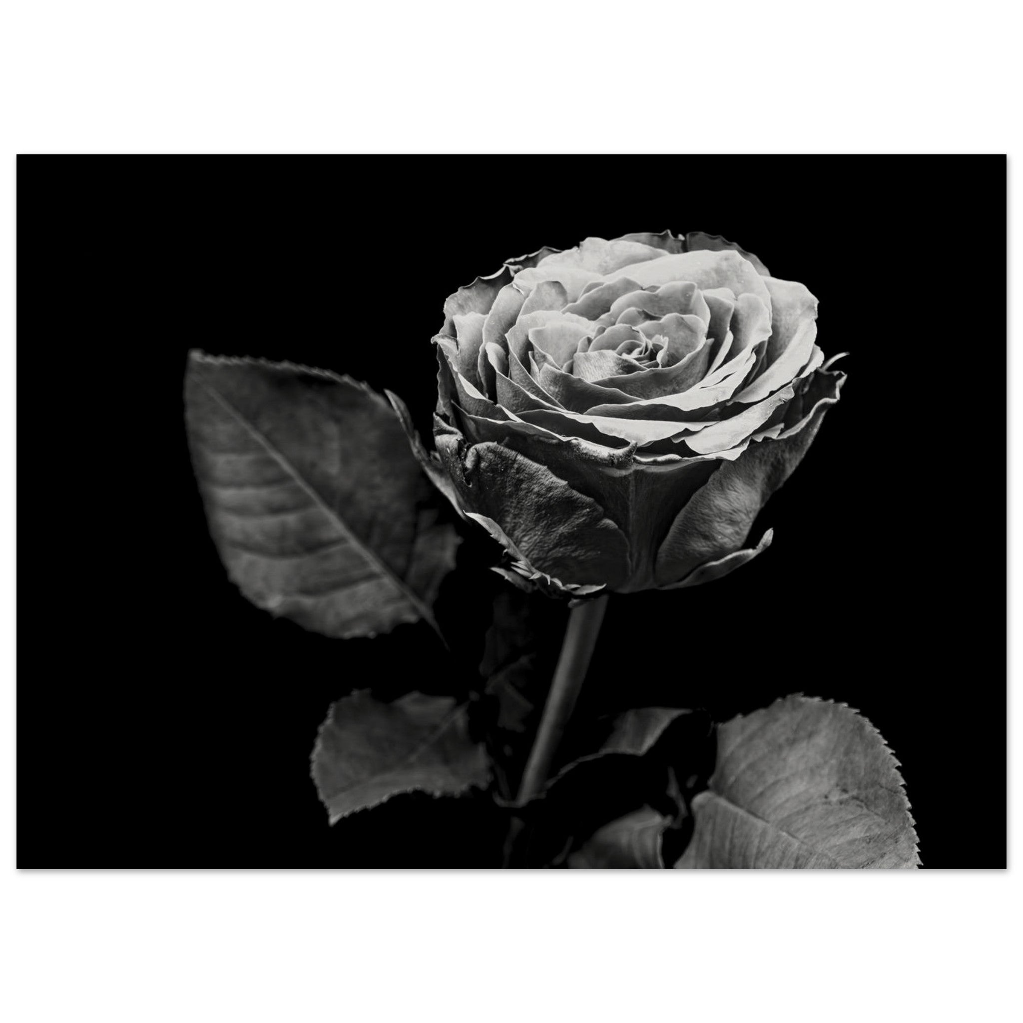Hubbard Art by Joseph Hubbard Eternal Bloom — Rose Fine Art Photography Print Museum-Quality Matte Paper Poster 13x18 cm 5x7″