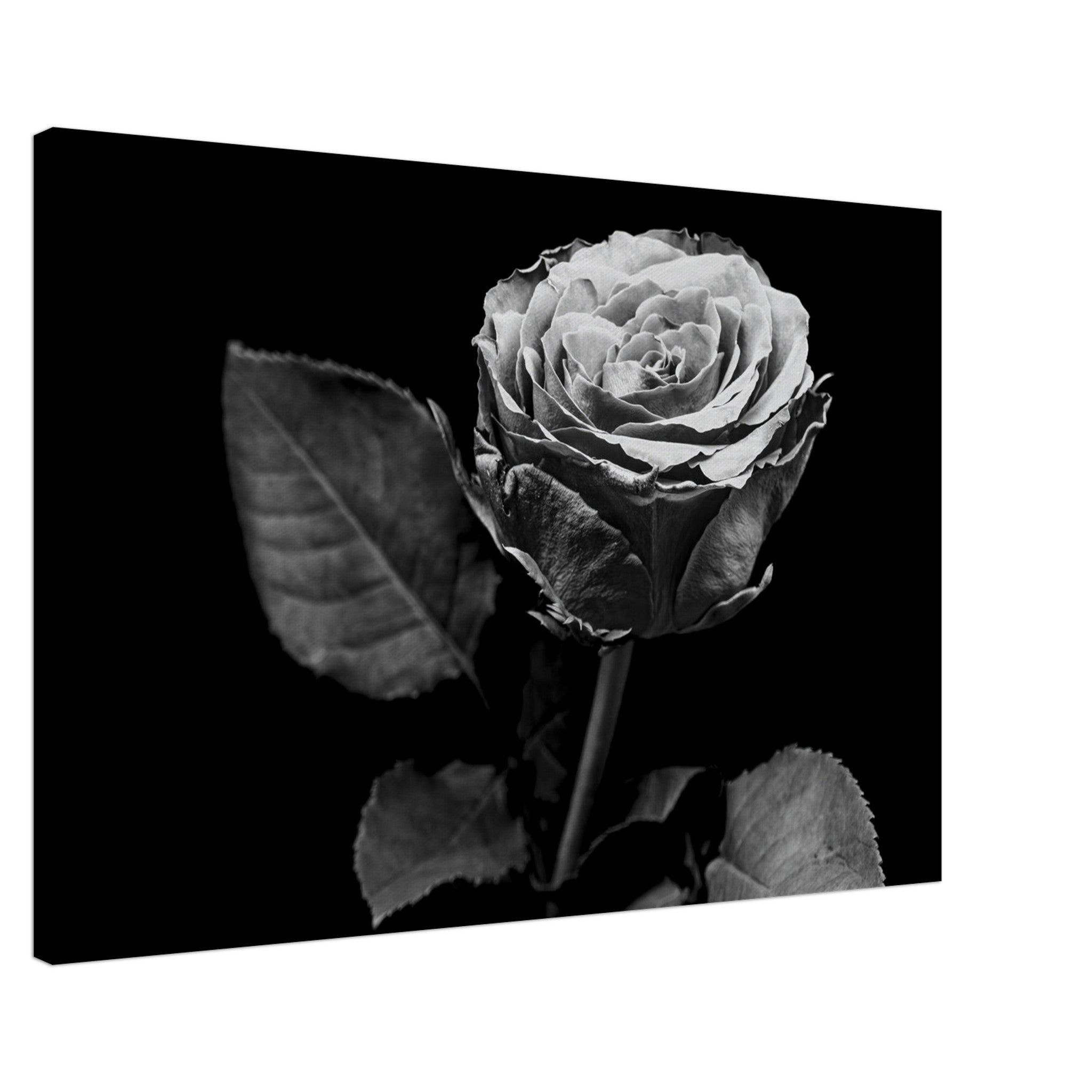 Hubbard Art by Joseph Hubbard Eternal Bloom — Rose Fine Art Photography Print Canvas 60x90 cm 24x36″