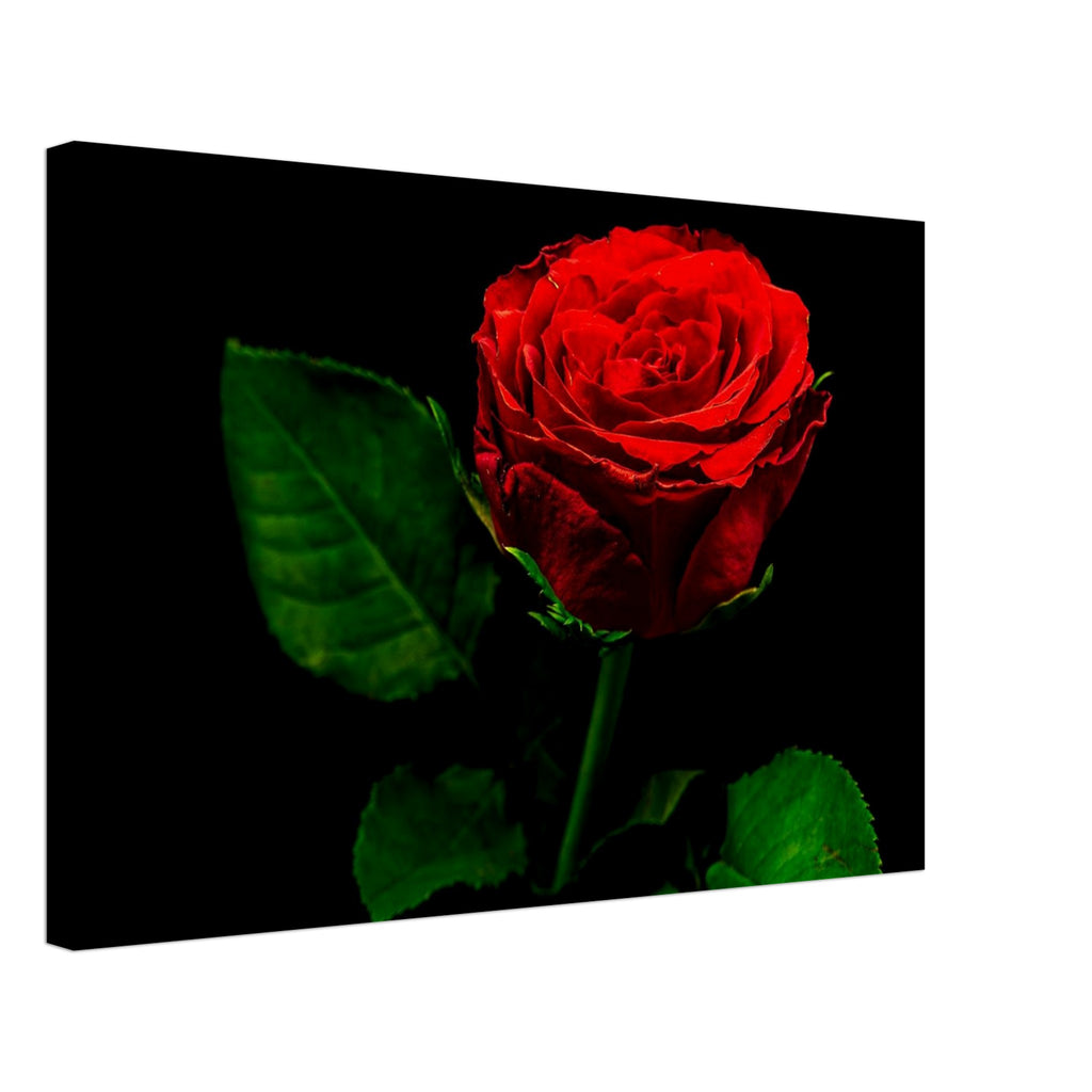 Hubbard Art by Joseph Hubbard Vibrant Red Rose on Black — Fine Art Floral Photography Print Canvas 40x60 cm 16x24″