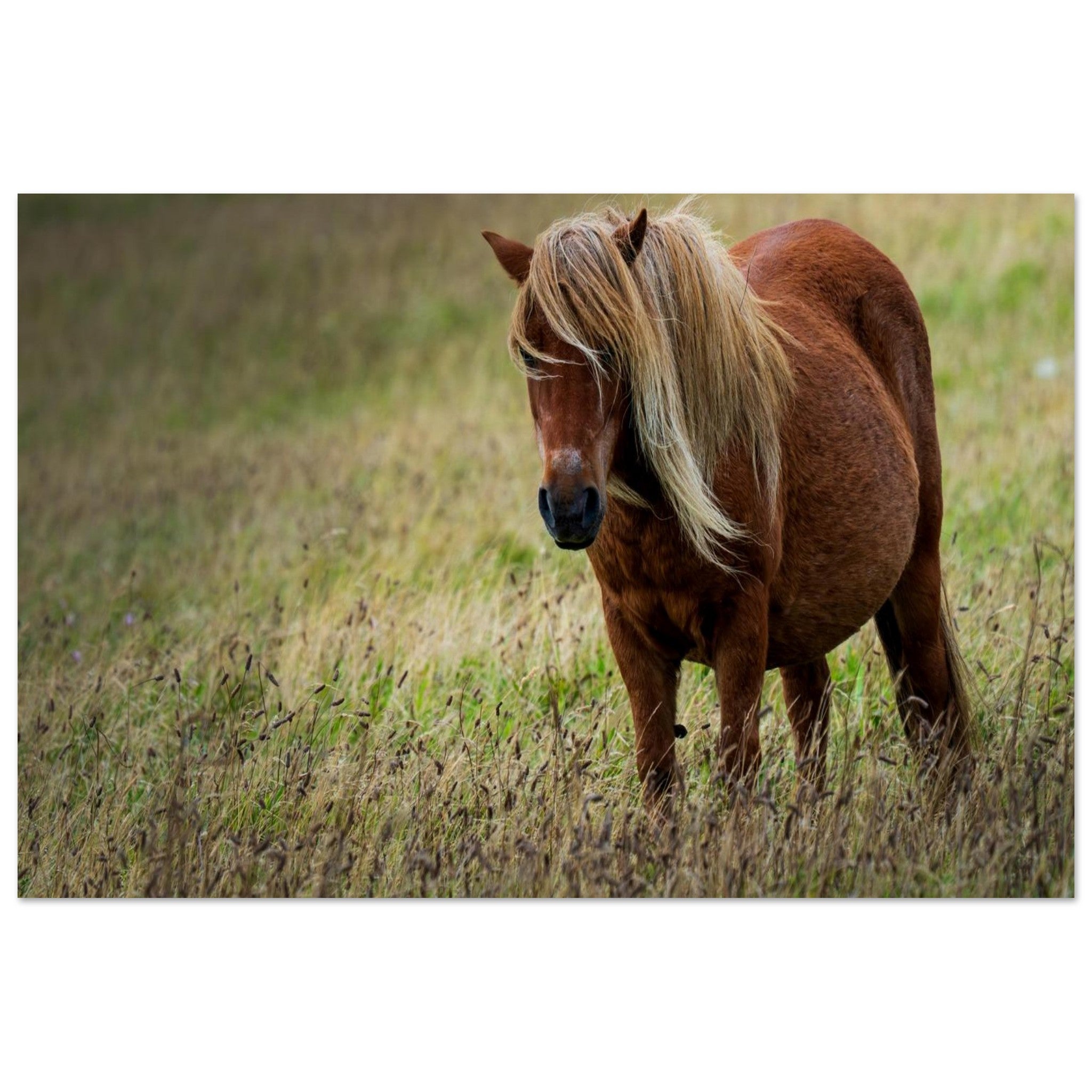 Hubbard Art by Joseph Hubbard Little Pony After Storm — Danish Coast Fine Art Photography Print 40x60 cm 16x24″