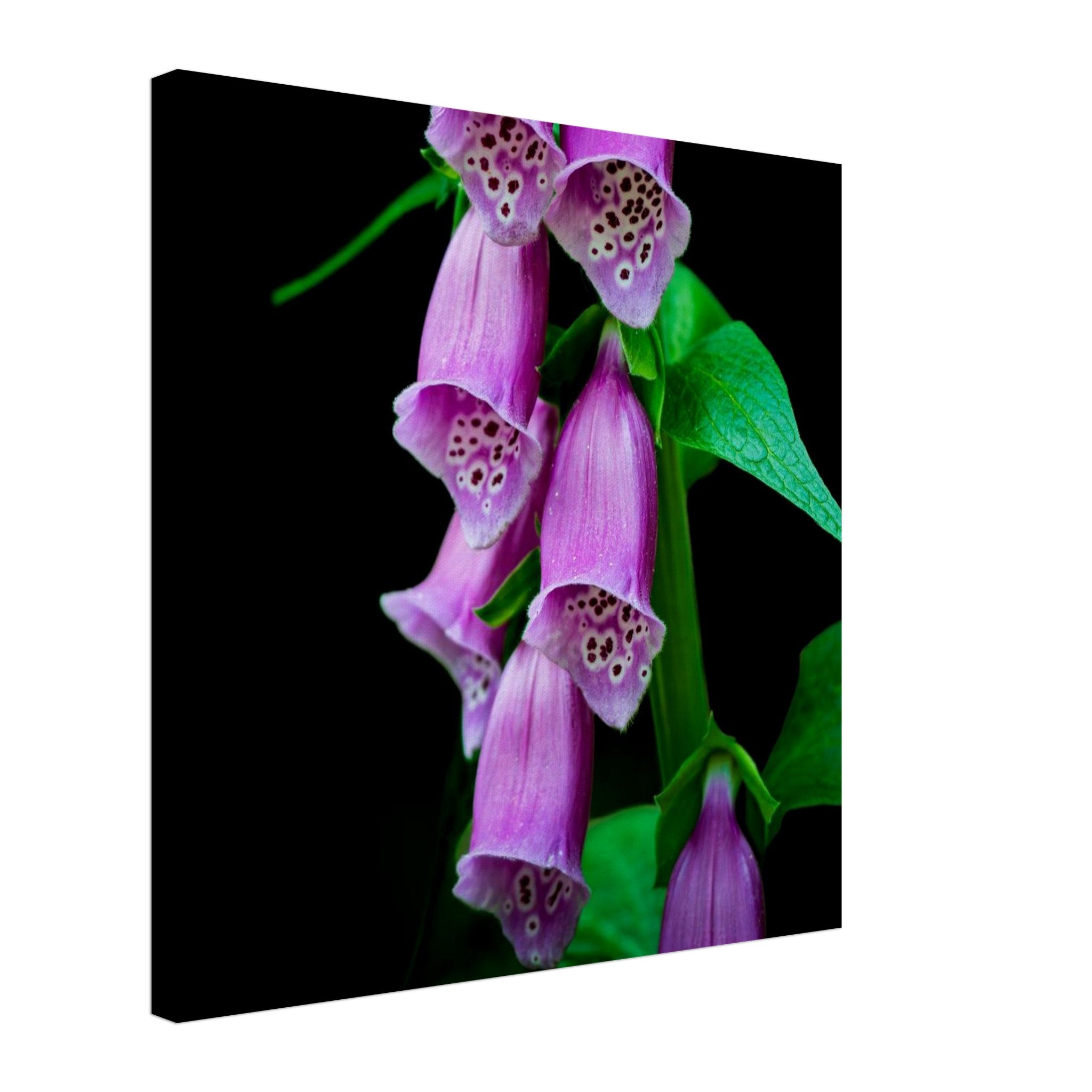 Hubbard Art by Joseph Hubbard Velvet Bells in Bloom — Foxglove Fine Art Floral Photography Print 50x50 cm 20x20″ Canvas Horizontal