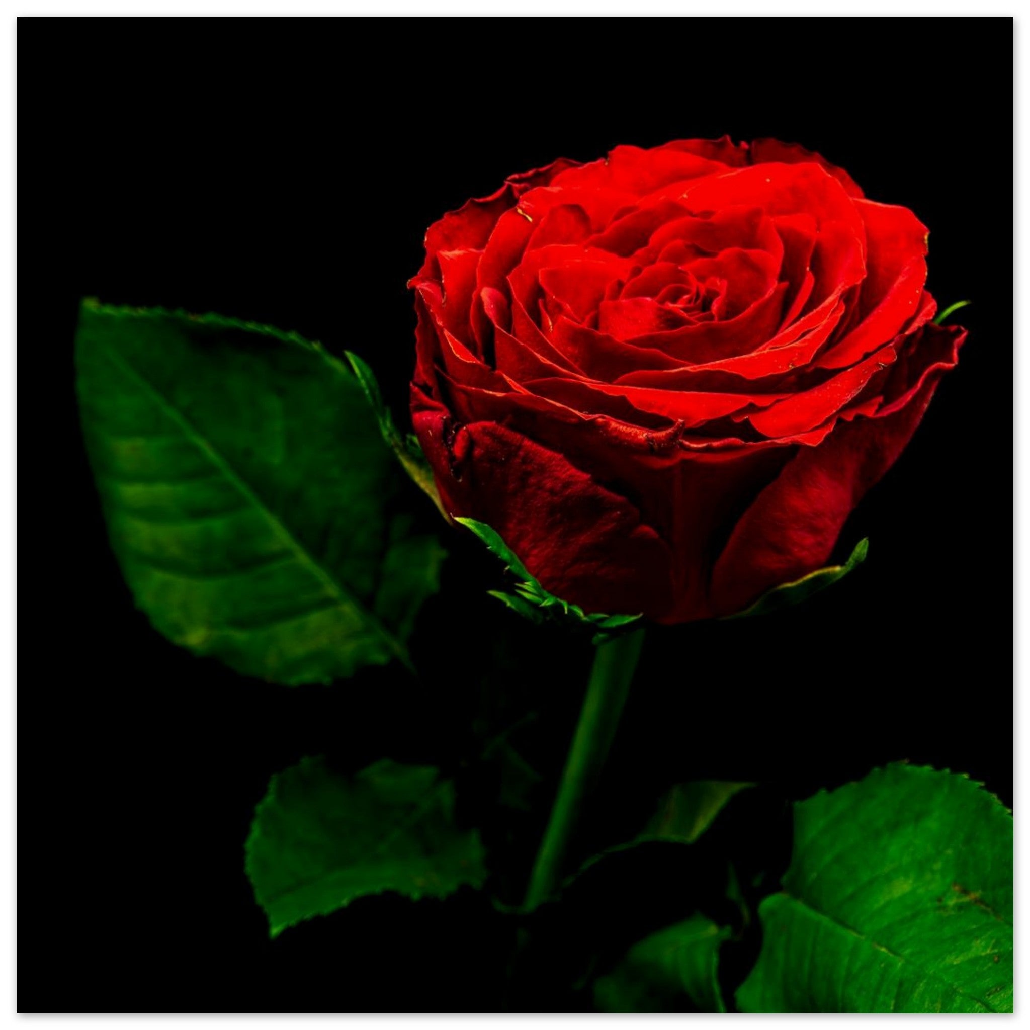 Hubbard Art by Joseph Hubbard Vibrant Red Rose on Black — Fine Art Floral Photography Print