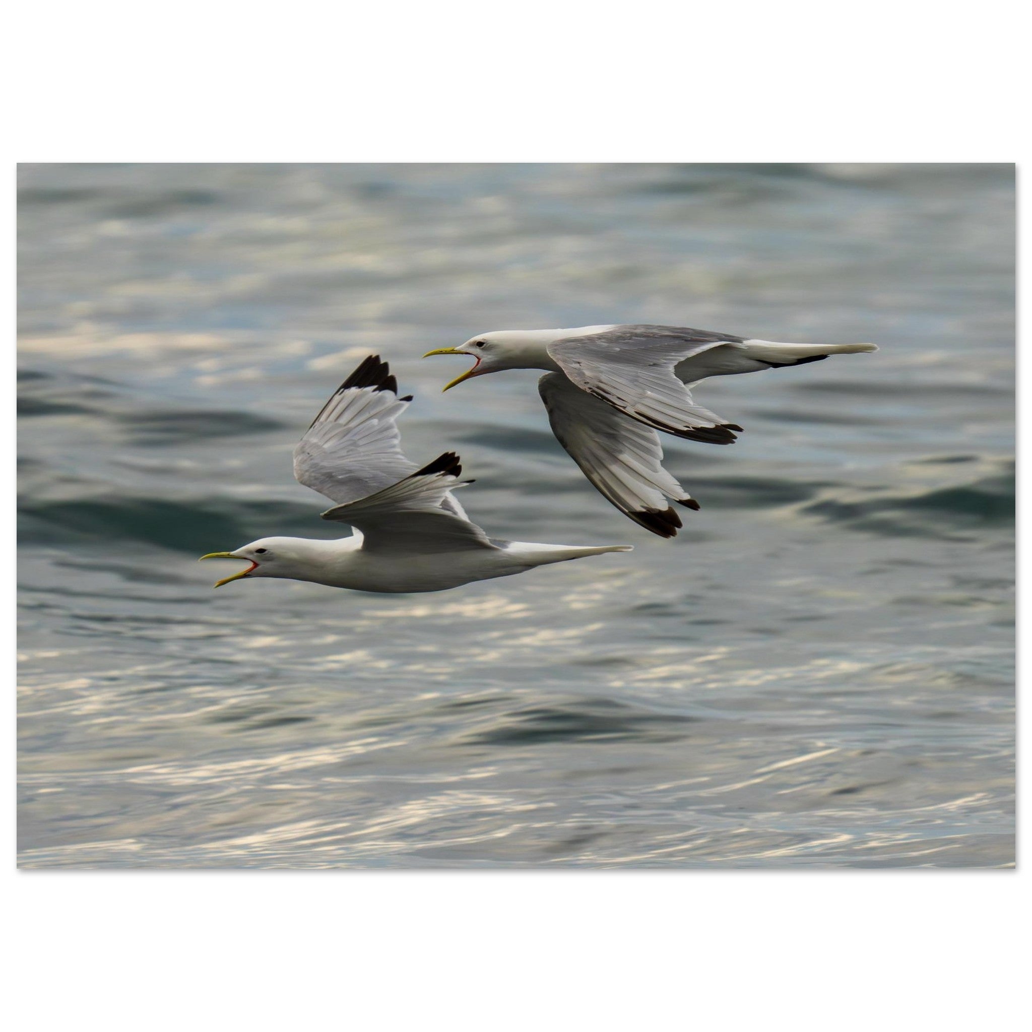 Hubbard Art by Joseph Hubbard Voices Over Bulbjerg Knude — Coastal Bird Fine Art Photography Print