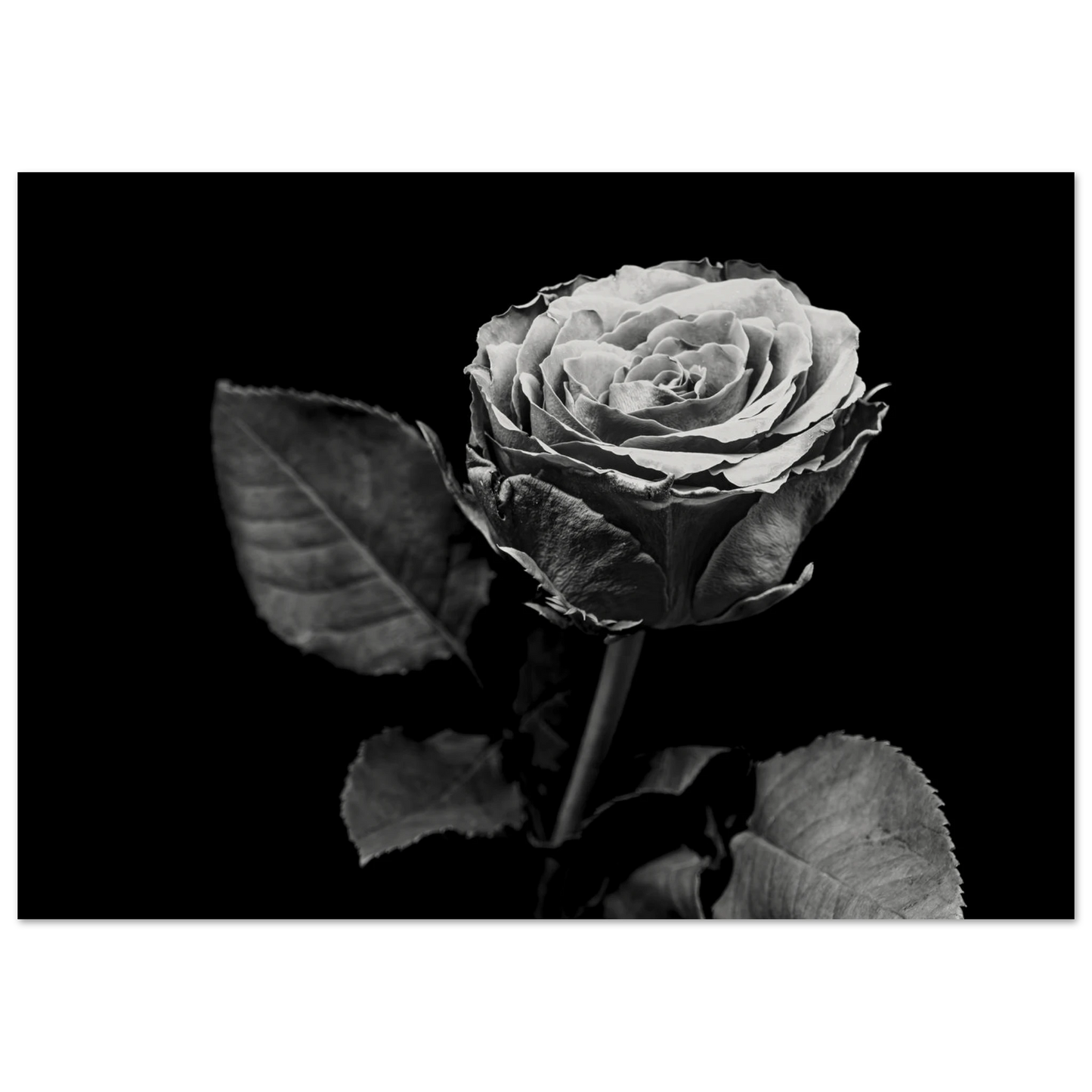 ff360750-ee2b-4ac3-9822-d4b8a2740ae9