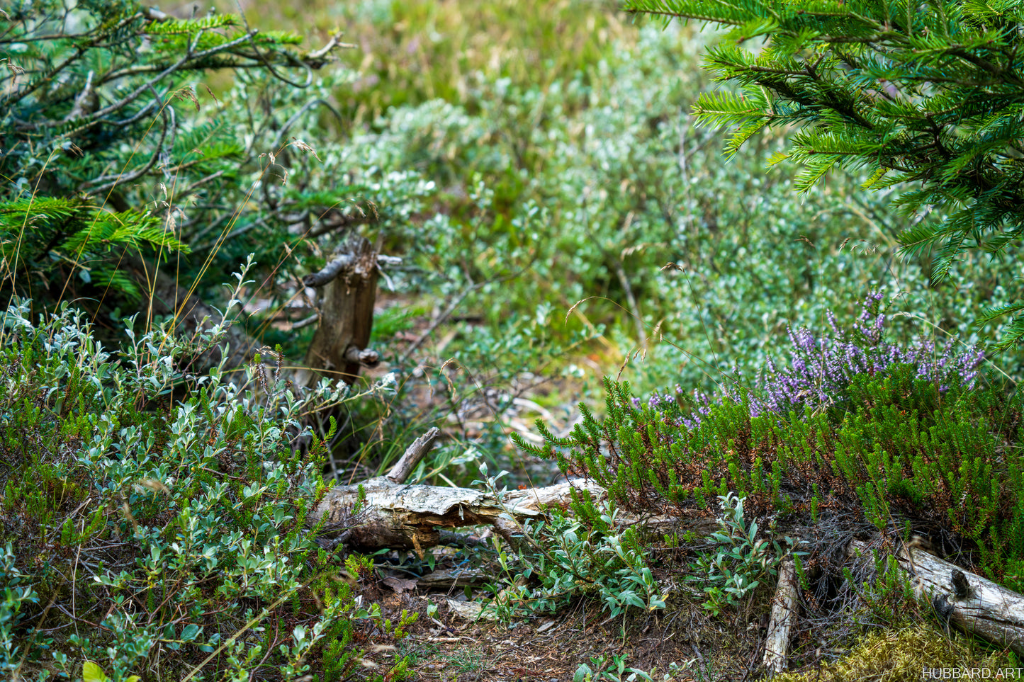 Forest Floor, Quiet Light - Digital Works