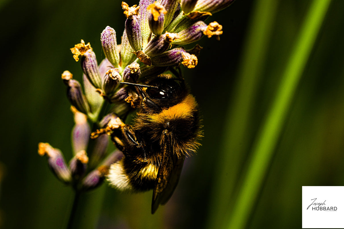 Bee beneath purple and yellow flowers against a soft dark green background — Joseph Hubbard, Hubbard.ART