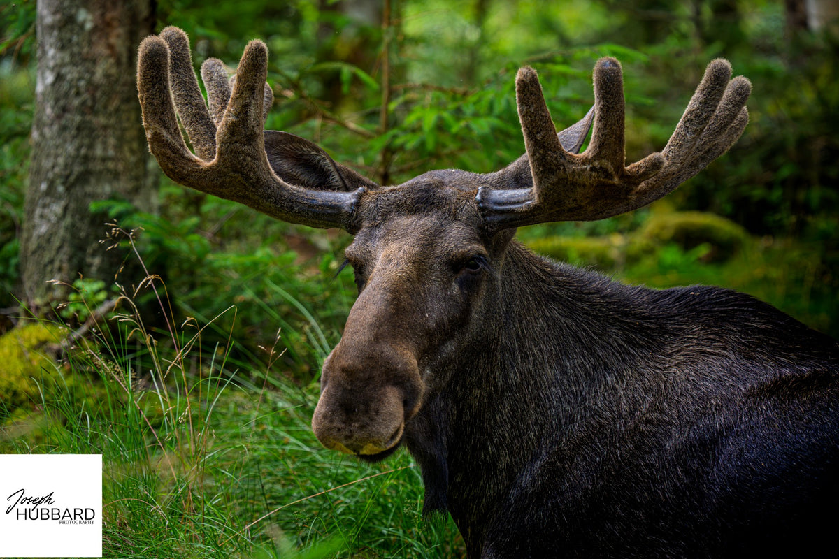 Bull moose with velvet antlers in green woodland — photograph by Joseph Hubbard, Hubbard.ART