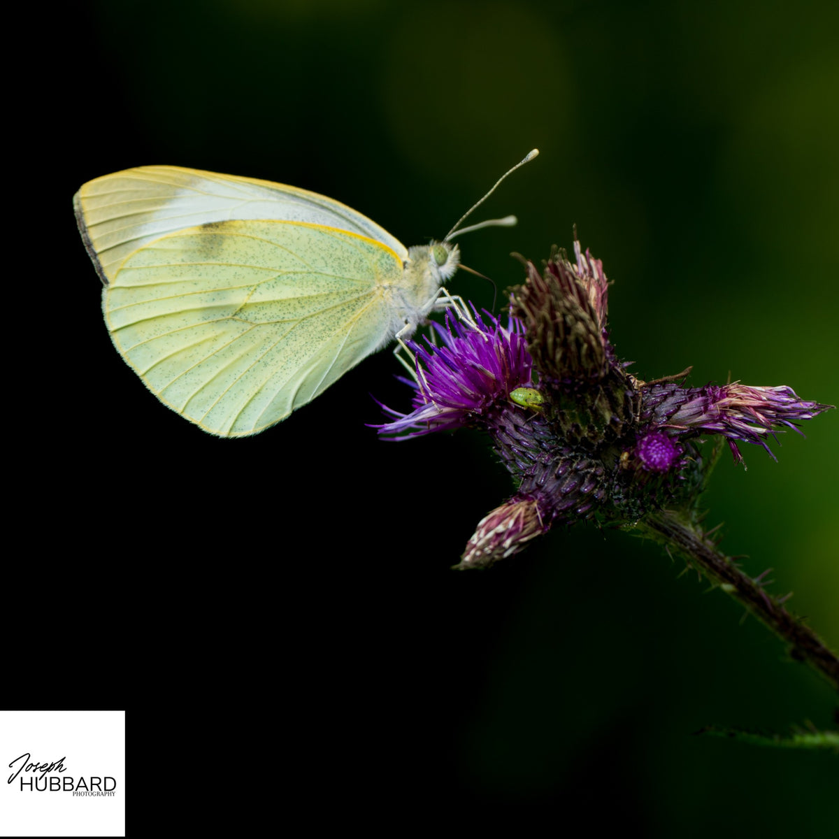 Pale butterfly on purple thistle with a softly blurred green background — Joseph Hubbard, Hubbard.ART