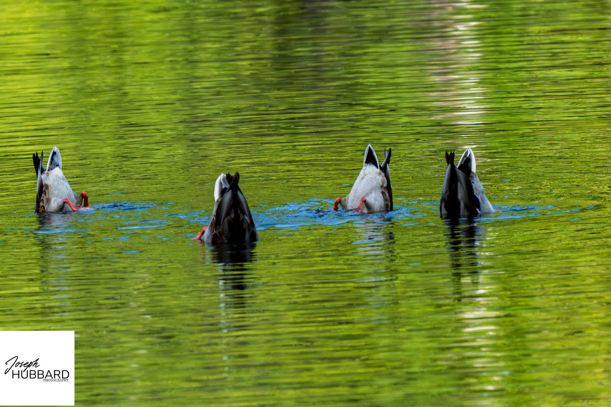 Four ducks feeding tails-up in green reflective water — Joseph Hubbard, Hubbard.ART