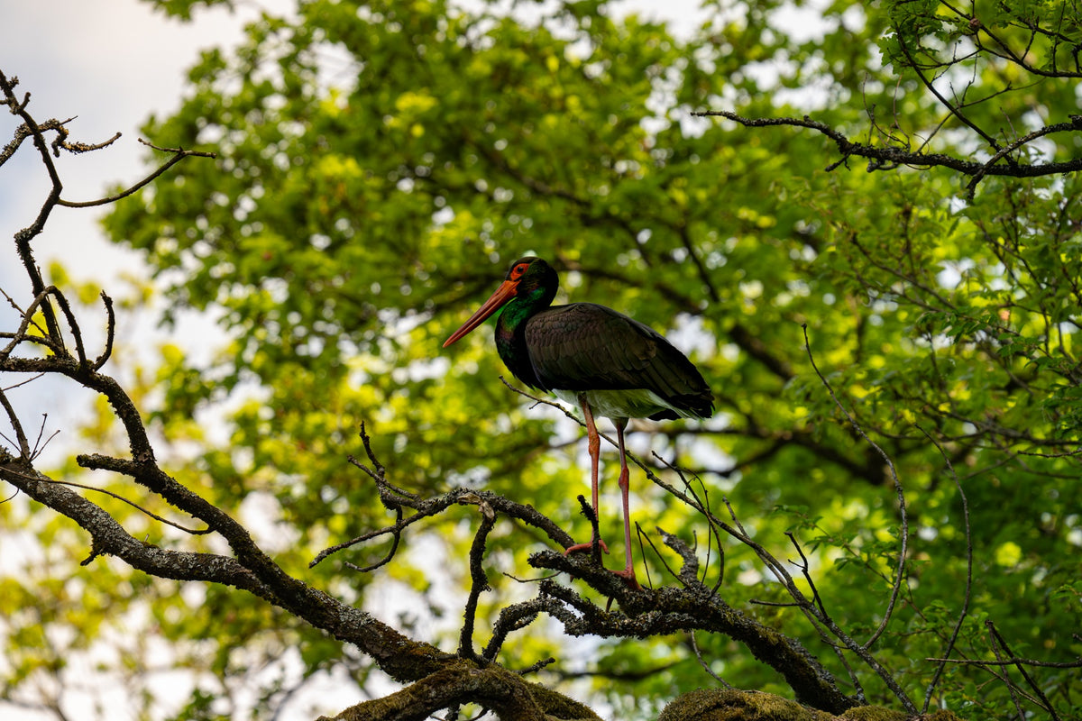 A dark bird perched among sunlit green leaves — Joseph Hubbard, Hubbard.ART