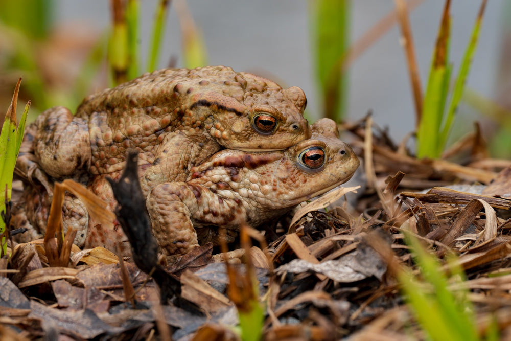 Amplexus — photograph by Joseph Hubbard