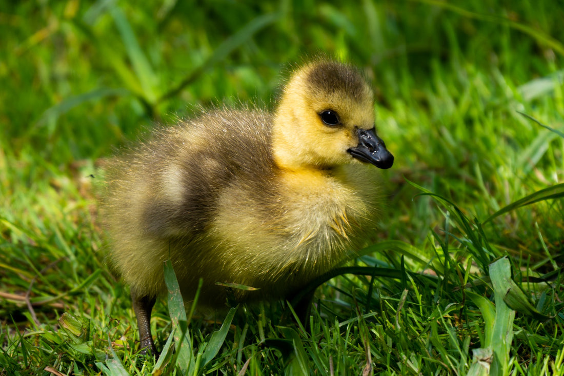 A Canada goose gosling standing in green grass — Joseph Hubbard, Hubbard.ART