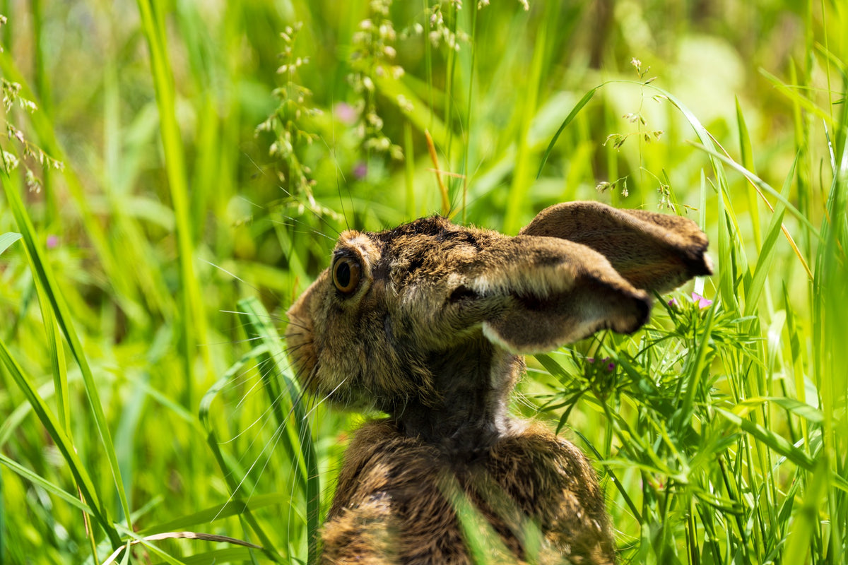 European Brown Hare – Spring Meadow — photograph by Joseph Hubbard