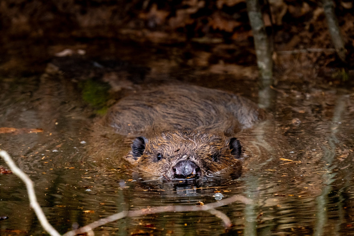 A beaver facing the camera at water level — Joseph Hubbard, Hubbard.ART