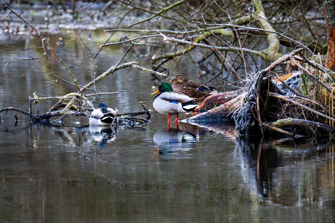 Ducks beside a wooded bank over cold, still water — Joseph Hubbard, Hubbard.ART