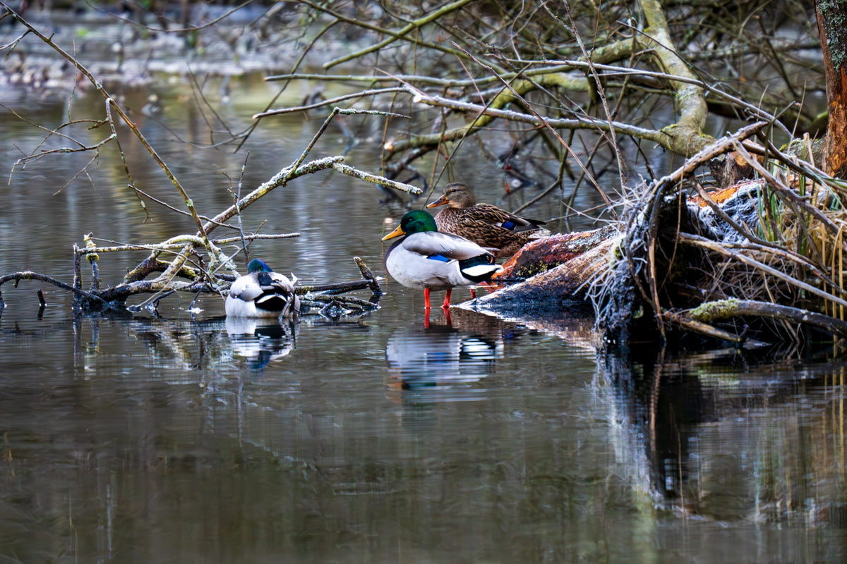Ducks beside a wooded bank over cold, still water — Joseph Hubbard, Hubbard.ART