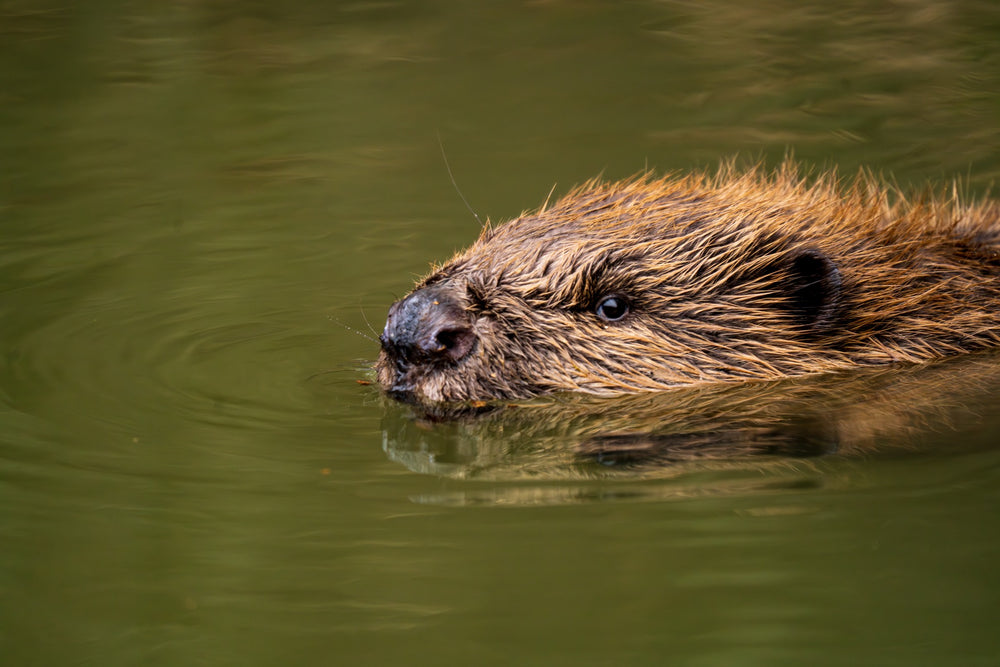 Gliding — photograph by Joseph Hubbard