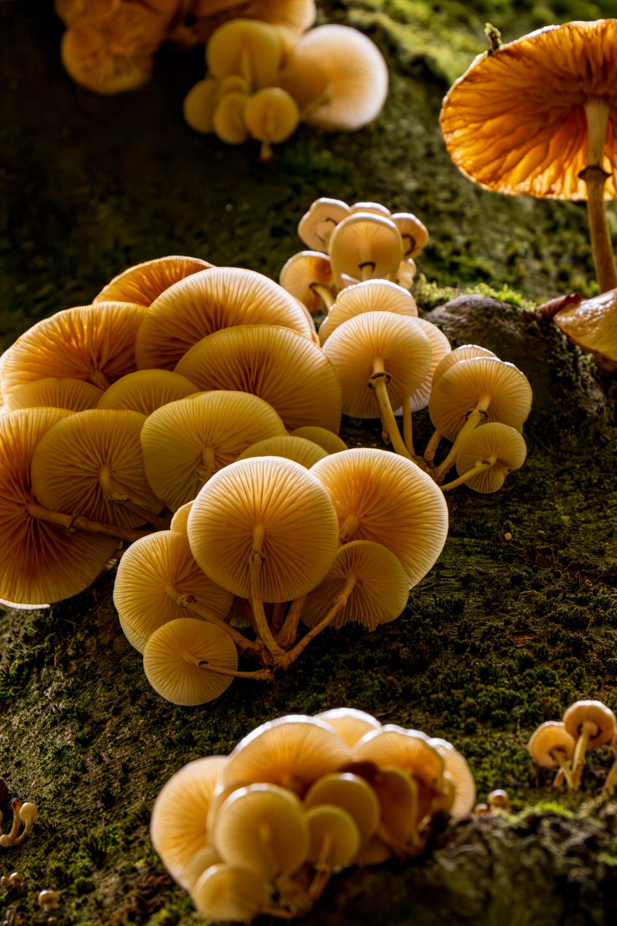 Clusters of golden mushrooms growing on wood, viewed from below — Joseph Hubbard, Hubbard.ART