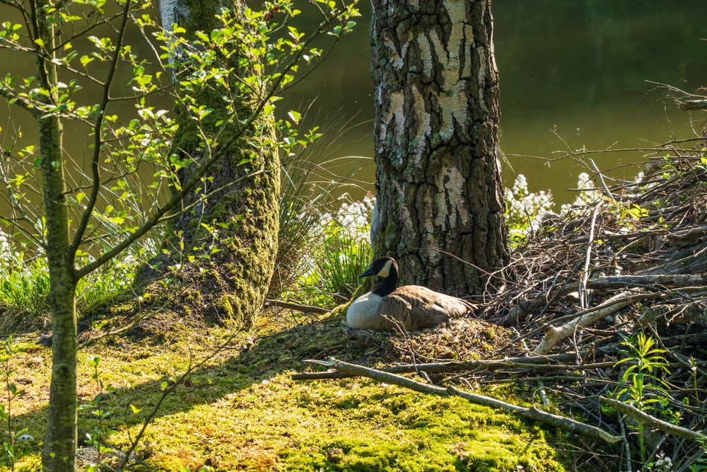 Nesting Beside the Engineers — photograph by Joseph Hubbard
