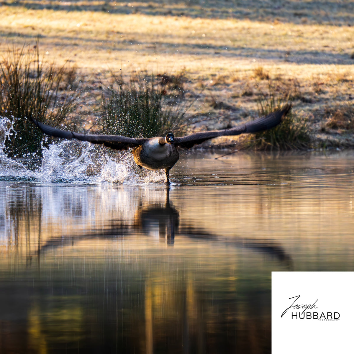 Canada goose taking flight over golden water — Joseph Hubbard, Hubbard.ART