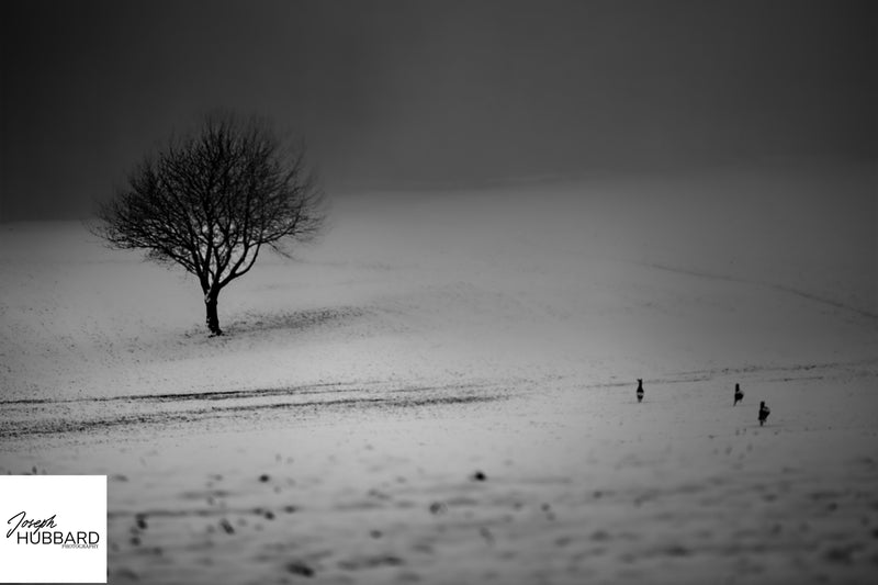 Minimal black and white winter landscape with a lone tree in snow — fine art photography capturing solitude and quiet atmosphere.