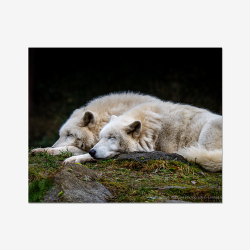 Hubbard Art by Joseph Hubbard Arctic Pair at Rest — Wildlife Fine Art Photography Print — Conservation Edition