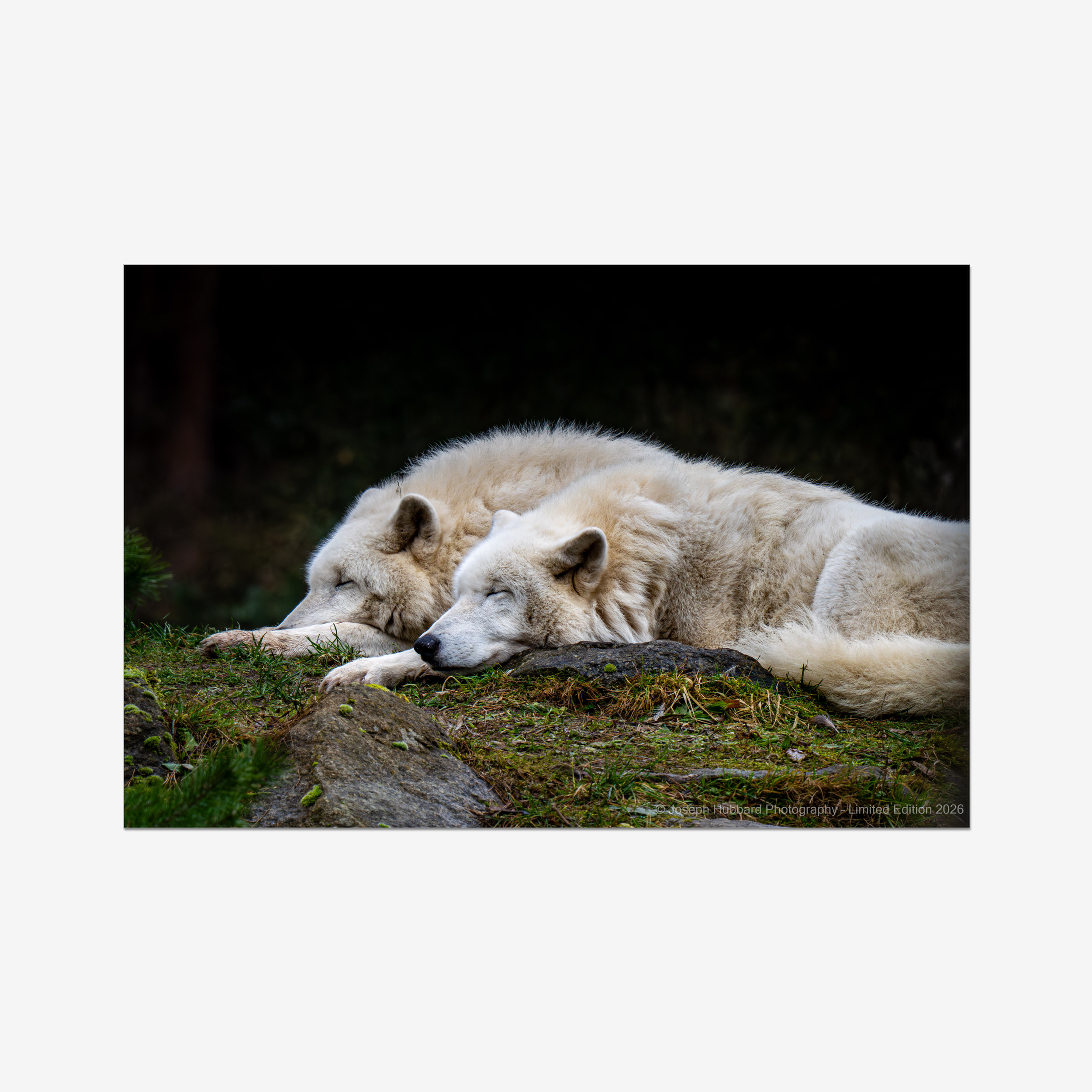 Hubbard Art by Joseph Hubbard Arctic Pair at Rest — Wildlife Fine Art Photography Print — Conservation Edition