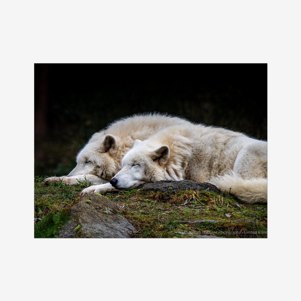 Hubbard Art by Joseph Hubbard Arctic Pair at Rest — Wildlife Fine Art Photography Print — Conservation Edition 76x102 cm 30x40″
