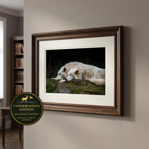 Arctic Pair at Rest — wildlife fine art photography print shown wall mounted in a natural interior setting, featuring two resting arctic animals, conservation edition
