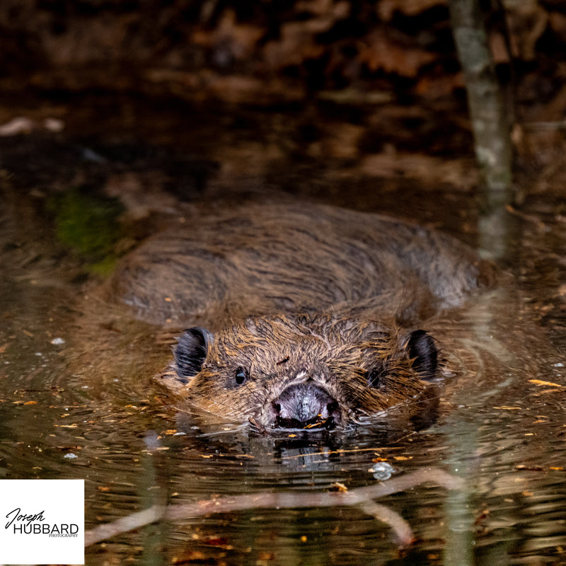 Wild beaver swimming through a quiet forest stream — wildlife fine art photography capturing natural behavior and calm reflections