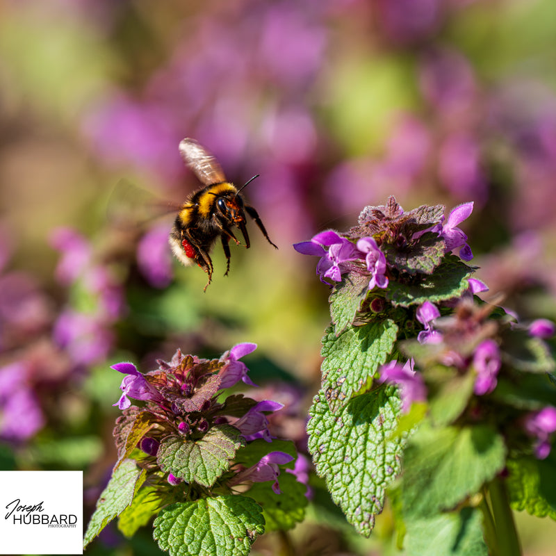Bee in flight approaching purple wildflowers — wildlife fine art photography capturing motion, detail, and natural pollination.