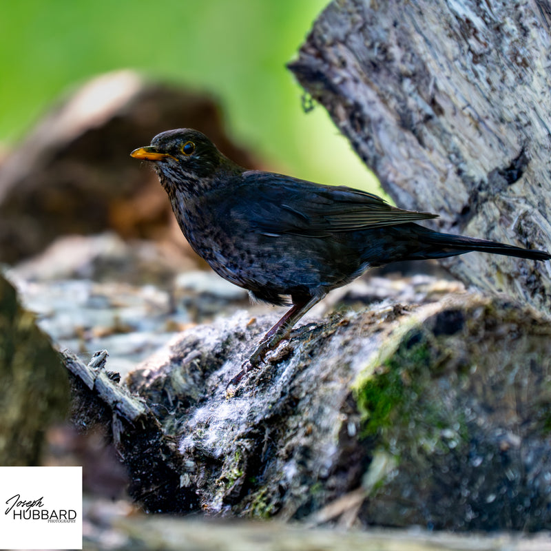 Blackbird perched on a mossy rock — wildlife fine art photography capturing natural detail and soft forest light.
