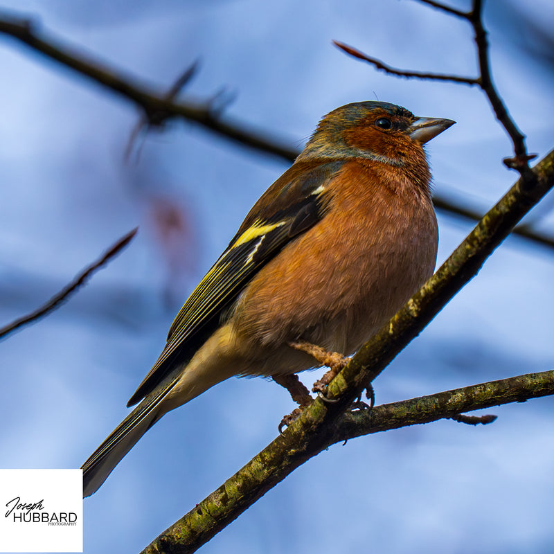 Chaffinch perched on a branch against a soft blue background — wildlife fine art photography capturing detail and natural light.