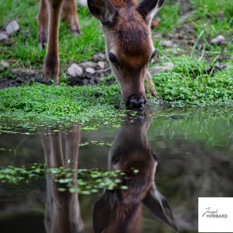 Deer drinking from a calm forest water source — wildlife fine art photography capturing reflection and a quiet natural moment.