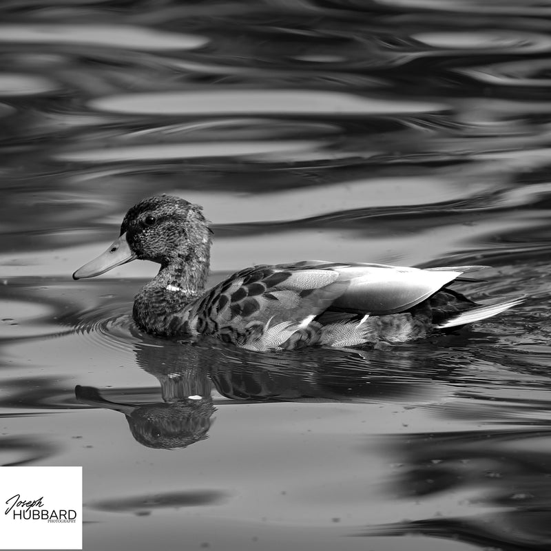 Duck swimming on water in black and white — wildlife fine art photography capturing reflection, texture, and calm movement.